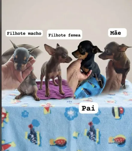 Pinscher