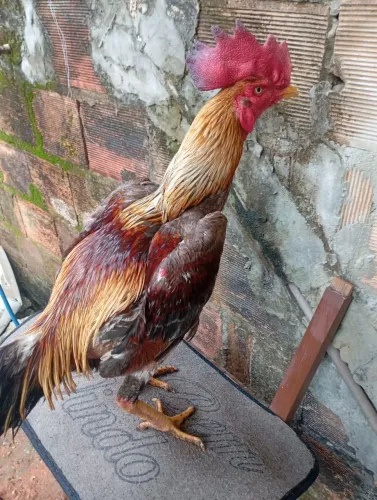 Vendo frango da raca bode inglês