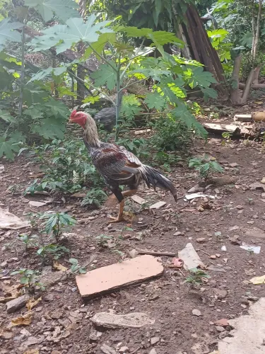 Frango índio shamo pulva prateado