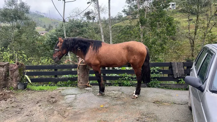 Cavalo