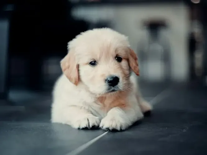 Golden Esse dog é pura leveza em forma de companhia