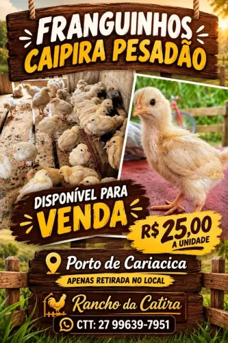 Franguinhos Caipira pesadão