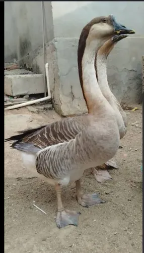 Gansos africanos são 3 dois machos e uma fêmea