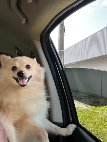 Spitz alemão 