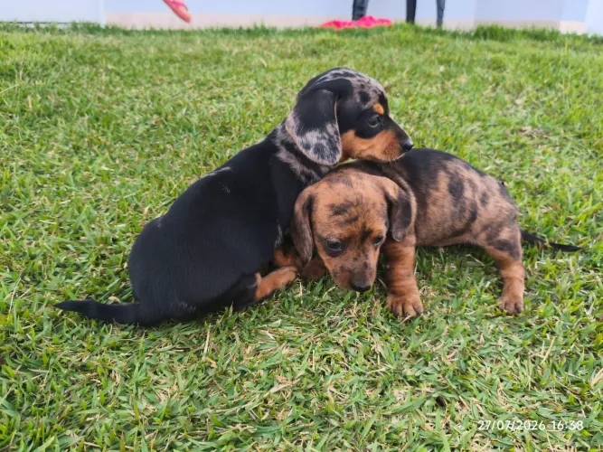 Filhote de Cofap puro (Dachshund, Salsicha)