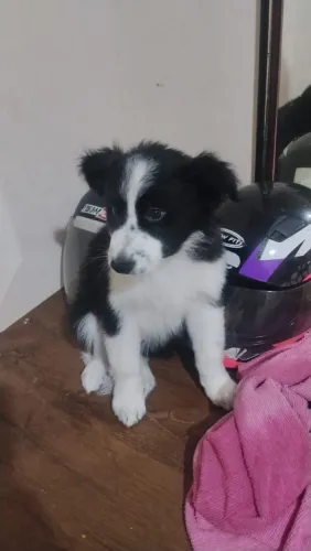 Filhote border collie