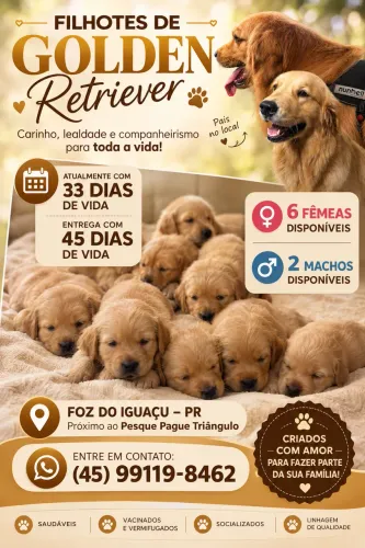 Filhote de Golden Retriever