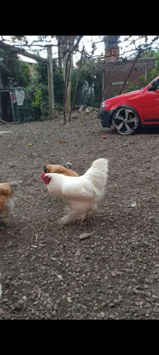 Vendo galo Brahma whait
