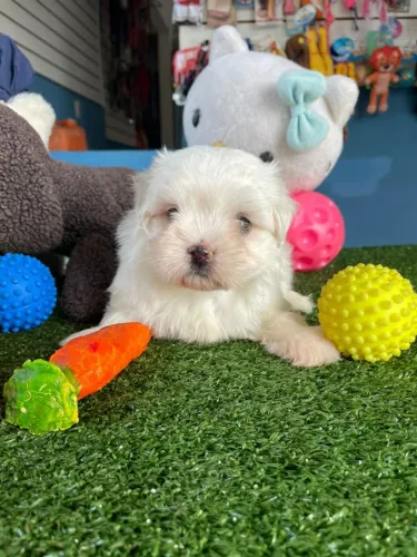 Maltes 2 meses vacina v10