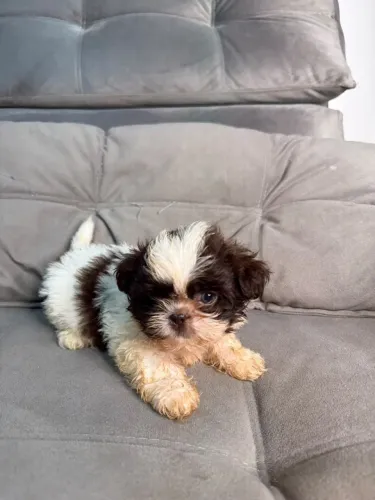 Shihtzu machinho mini