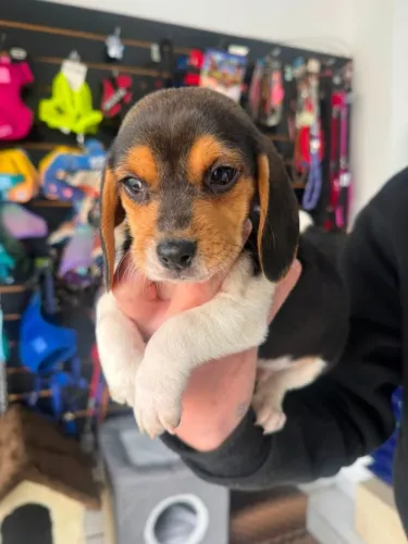 Beagle