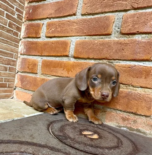 Dachshund Kaninchen com contrato entrega imediata