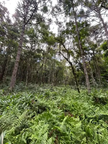 Terreno próximo à Cachoeira Salto do Engenho  Campo Alegre/SC