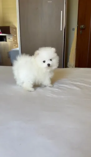Lulu da pomerania anoes estilo ursinho, macho e fêmea c/ pedigree