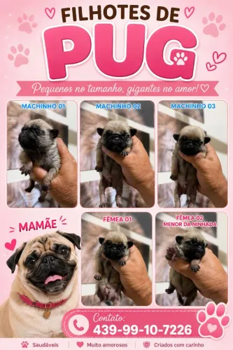 Pug