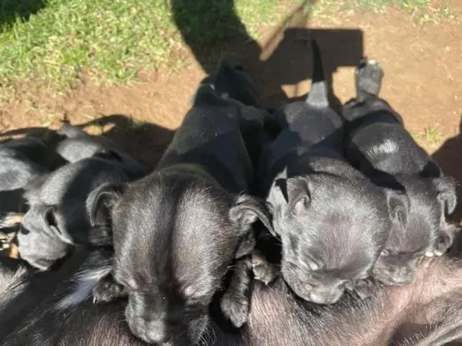 labrador x pastor Respondo pelo 9.9751.6491