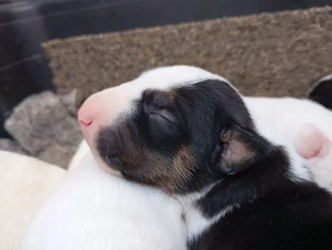 Filhotes de bull terrier ?