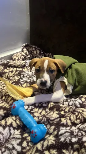 Filhote de pit bull