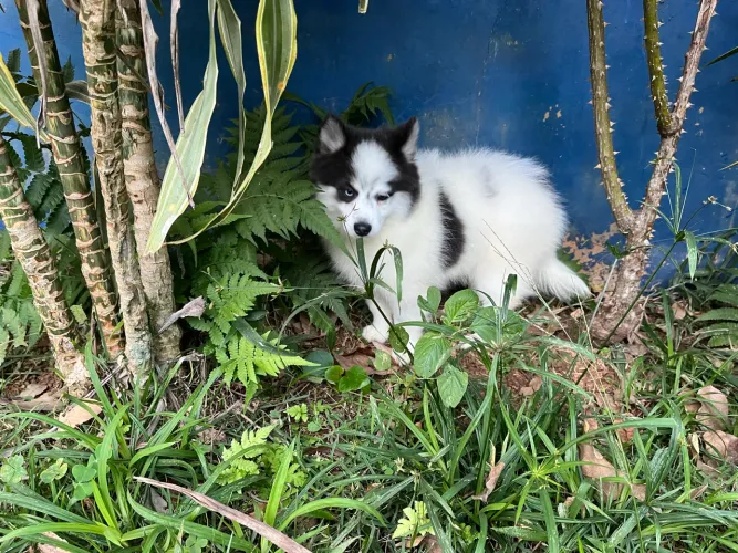 Pomsky femea