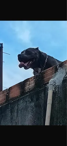 American bully com pitbull doação 