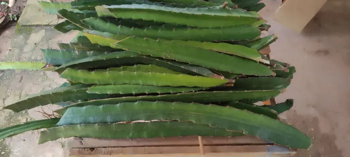 Mudas de Pitayas 