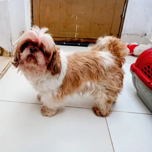 Doa se Shih Tzu Macho 