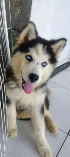 Husky fêmea 3 meses wooly em até 12x