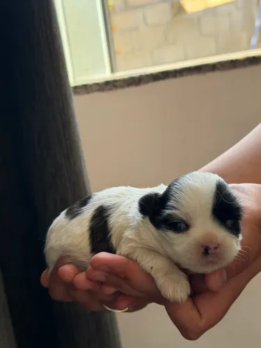 Shihtzu fêmea 