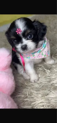 Shih-tzu femea com 48 dias vacinado