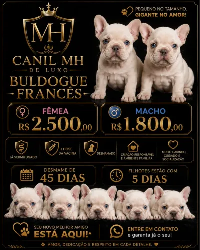 Buldogue francês disponível 