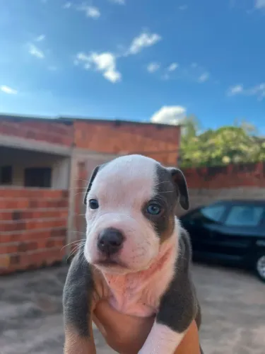 Filhote American Bully