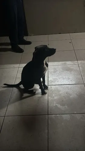 Doação responsável da Nala (cachorra porte P)