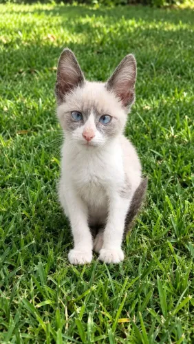 Doação responsável gatinho Macho