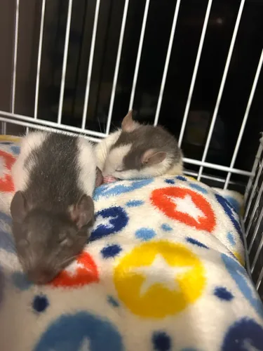 Doação de casal de twister
