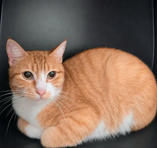 Gatinha amarela linda para adoção