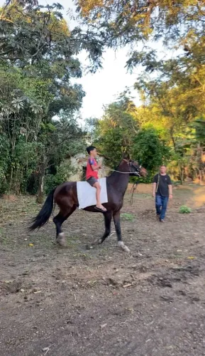 CAVALO MESTIÇO