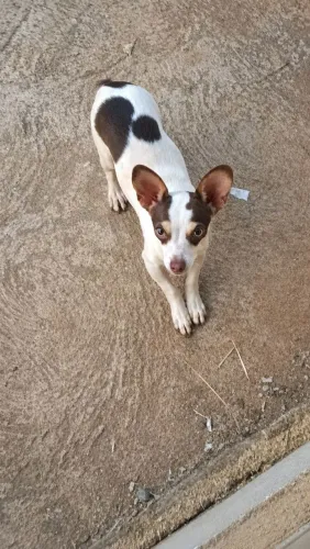 Pinscher Macho (Puro)