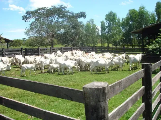 Fazenda de 440 alqueires em Natividade-TO.
