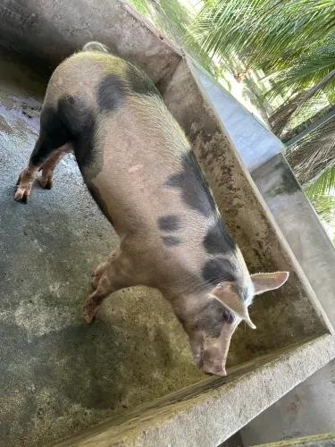 Vendo Suino para abate