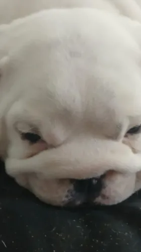 Filhotes de Bulldog Ingles