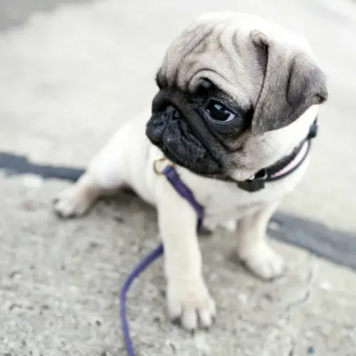 Pug com charme e personalidade marcantes