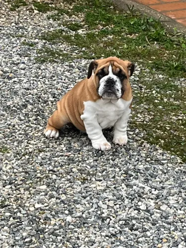 Bulldog inglês filhote