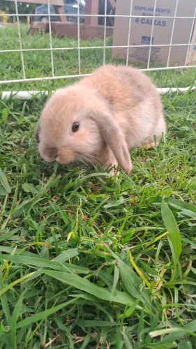 Mini lop Uruguaio Macho Pets Fofinhos