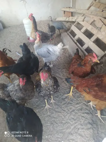 Frango caipira (macho e fêmea)