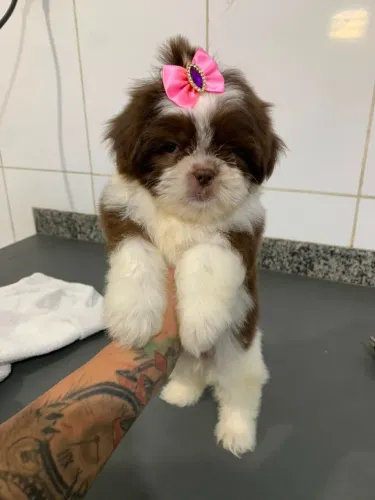 Shitzu trazendo carinho para sua família