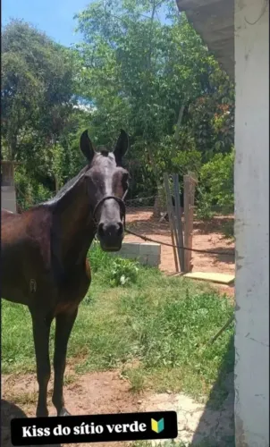 Tropa de cavalos