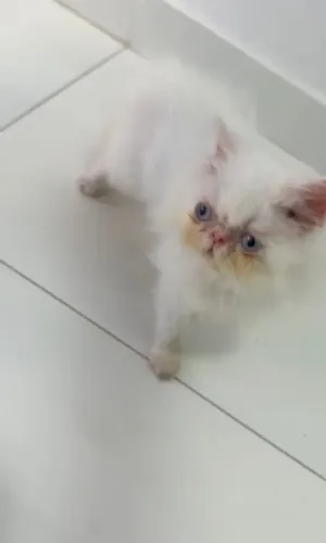 Gato persa MACHO