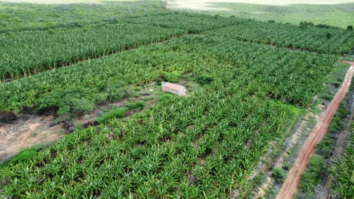 sitio com 8 hectares plantada de banana prata e pacovan no baixo Assú 100% irrigada