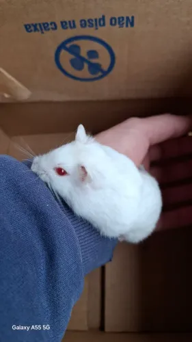 Hamster anão russo albino
