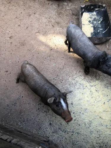 Porco